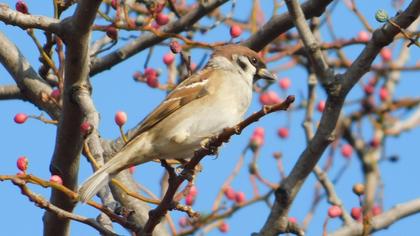 Eurasian Tree Sparrow