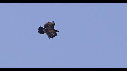 Greater Spotted Eagle