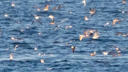 Lesser Black-backed Gull