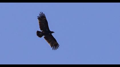 Greater Spotted Eagle