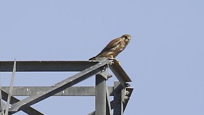 Common Kestrel