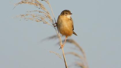 Zitting Cisticola