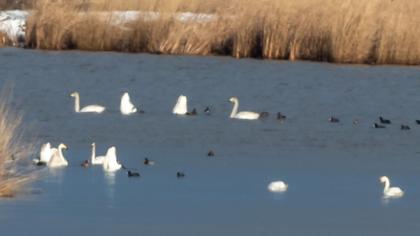 Tundra Swan
