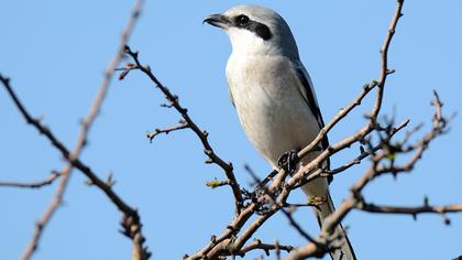 Büyük örümcekkuşu