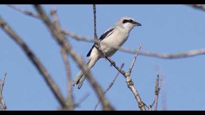 Great Grey Shrike