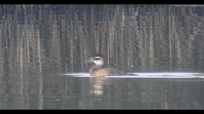 White-headed Duck