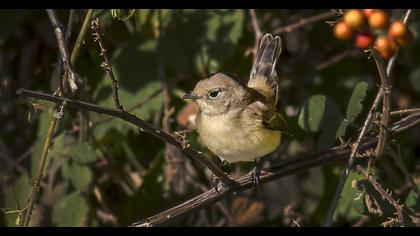 Red-breasted Flycatcher