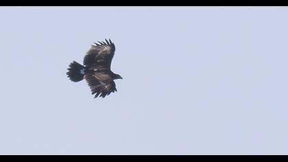 Greater Spotted Eagle