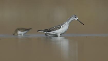 Common Greenshank