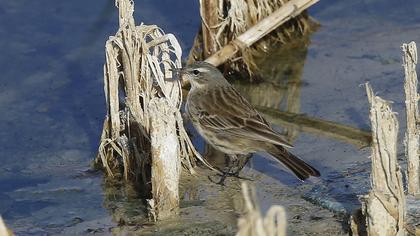Water Pipit