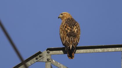 Long-legged Buzzard