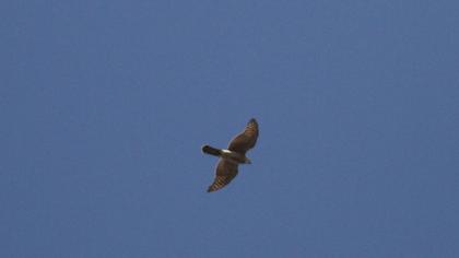 Eurasian Sparrowhawk
