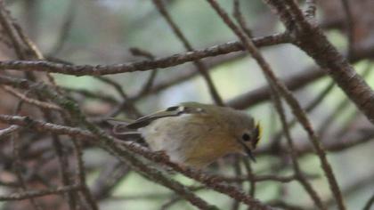 Goldcrest