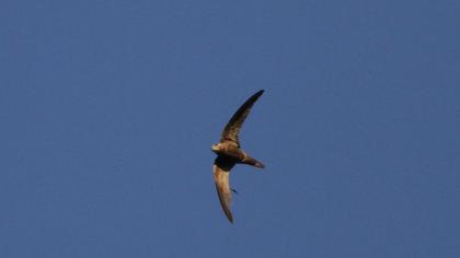 Pallid Swift