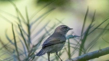 Common Chiffchaff