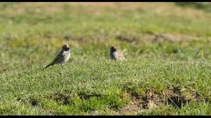 Red-fronted Serin