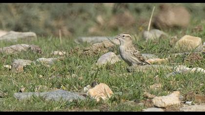Rock Sparrow