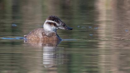 White-headed Duck
