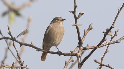 Black Redstart
