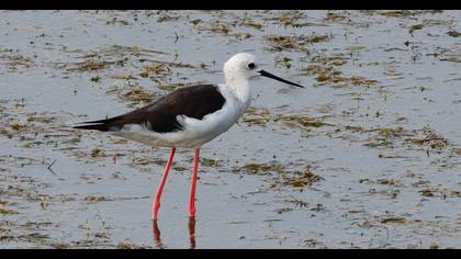 Black-winged Stilt
