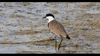 Spur-winged Lapwing