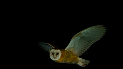 Western Barn Owl