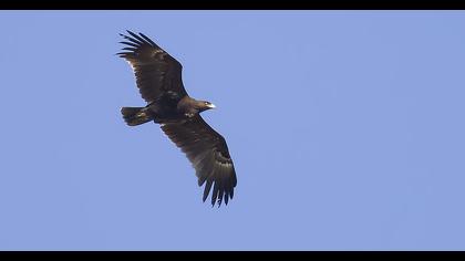 Greater Spotted Eagle