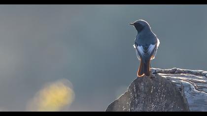 Black Redstart