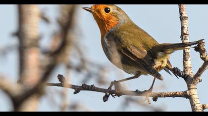 European Robin
