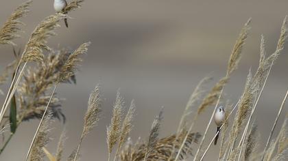 Bıyıklı baştankara