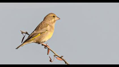 European Greenfinch