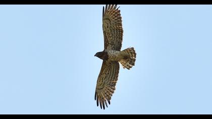 Short-toed Snake Eagle