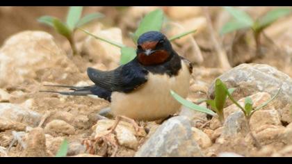 Barn Swallow