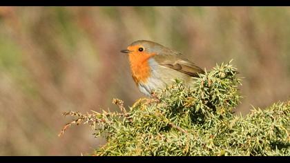 European Robin