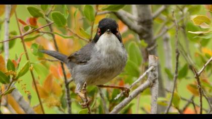 Sardinian Warbler
