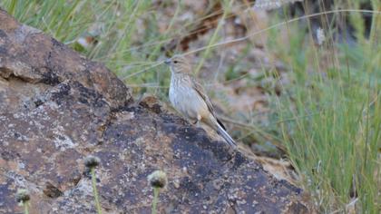 Common Linnet