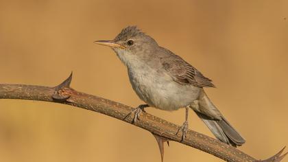 Olive-tree Warbler