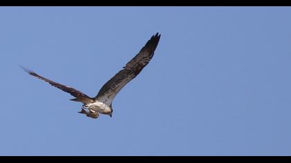 Western Osprey
