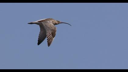 Eurasian Curlew