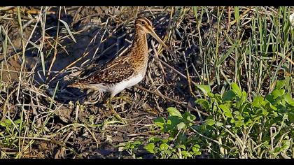 Common Snipe