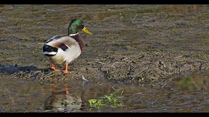Mallard