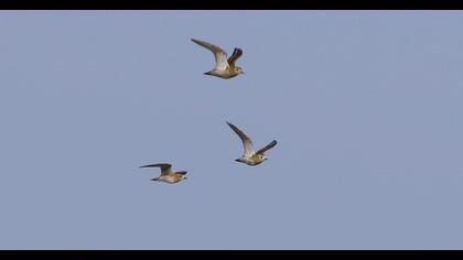 Pacific Golden Plover