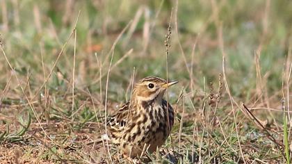 Red-throated Pipit