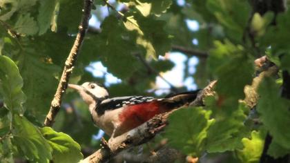 Great Spotted Woodpecker