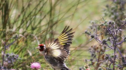 European Goldfinch