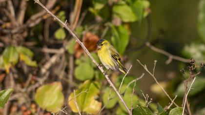 Eurasian Siskin