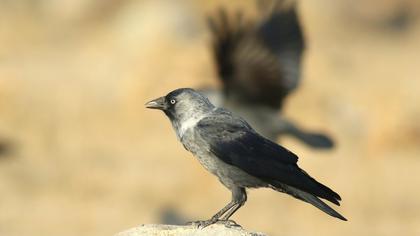 Western Jackdaw