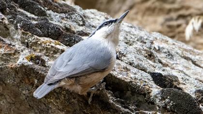 Western Rock Nuthatch