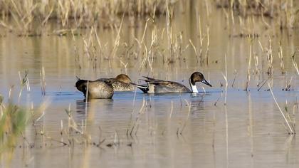 Northern Pintail