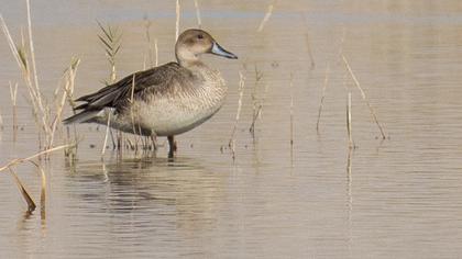 Northern Pintail